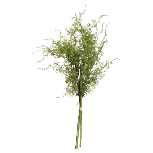 Asparagus Fern Bunch - MILES AND BRIGGS