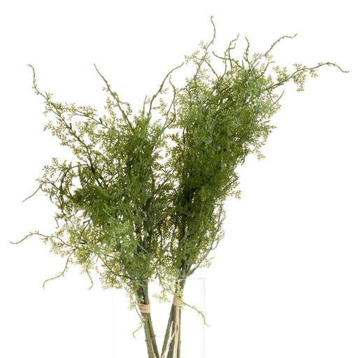 Asparagus Fern Bunch - MILES AND BRIGGS