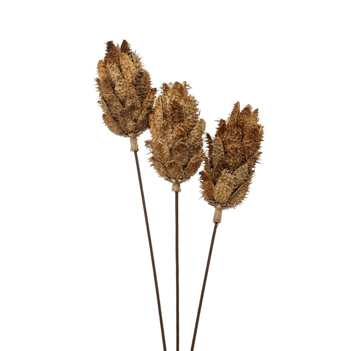 Bouquet Of Dried Protea - MILES AND BRIGGS