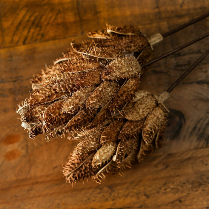 Bouquet Of Dried Protea - MILES AND BRIGGS