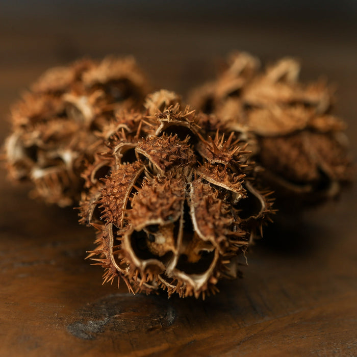 Bouquet Of Dried Protea - MILES AND BRIGGS