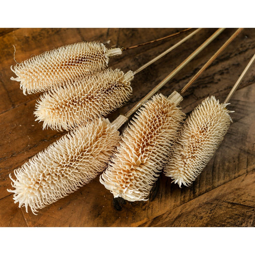 Bouquet Of Dried Tall Thistle - MILES AND BRIGGS