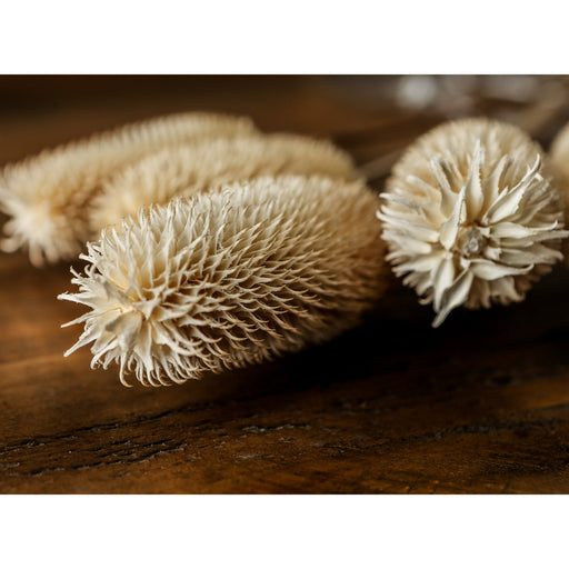 Bouquet Of Dried Tall Thistle - MILES AND BRIGGS