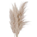 Cream Pampas grass - MILES AND BRIGGS