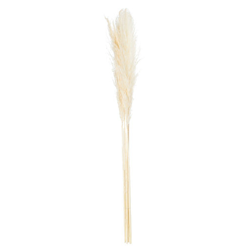 Cream Pampas Grass Stem - MILES AND BRIGGS