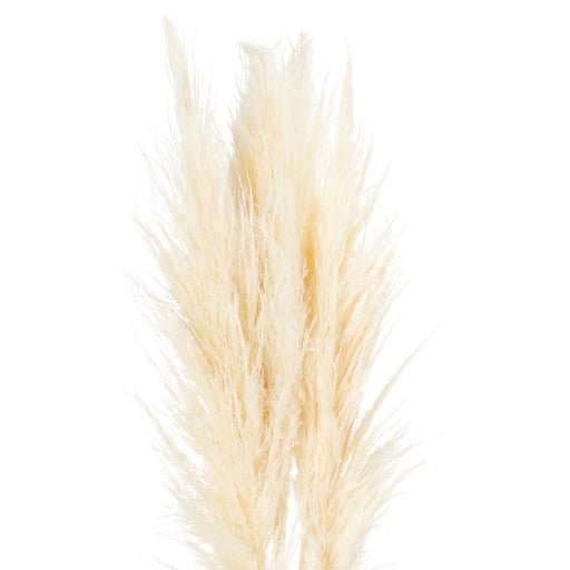 Cream Pampas Grass Stem - MILES AND BRIGGS