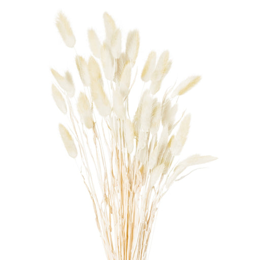 Dried Natural Bunny Tail Bunch Of 40 - MILES AND BRIGGS