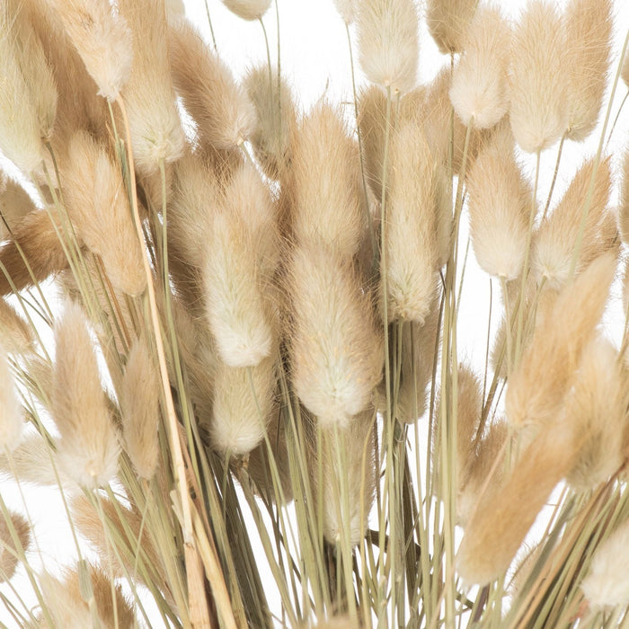 Dried Natural Bunny Tail Bunch Of 40 - MILES AND BRIGGS