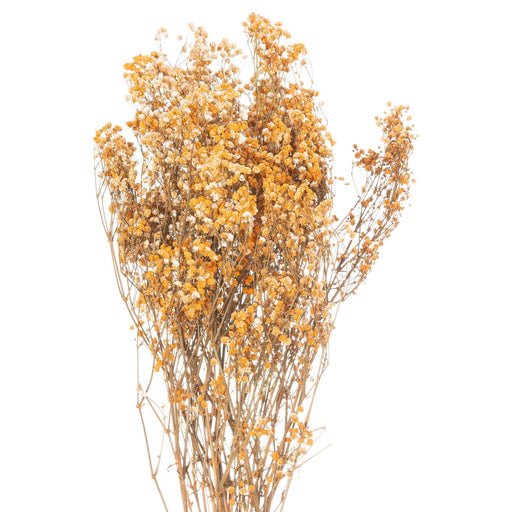 Dried Orange Babys Breath Bunch - MILES AND BRIGGS