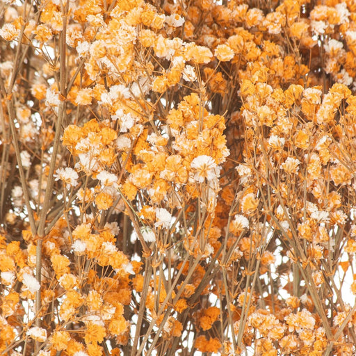 Dried Orange Babys Breath Bunch - MILES AND BRIGGS