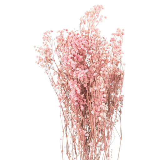 Dried Pale Pink Babys Breath Bunch - MILES AND BRIGGS