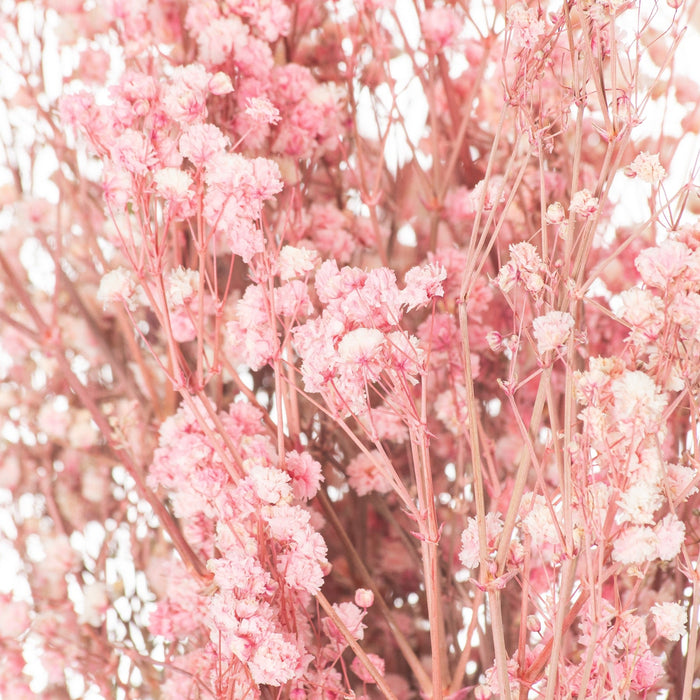 Dried Pale Pink Babys Breath Bunch - MILES AND BRIGGS