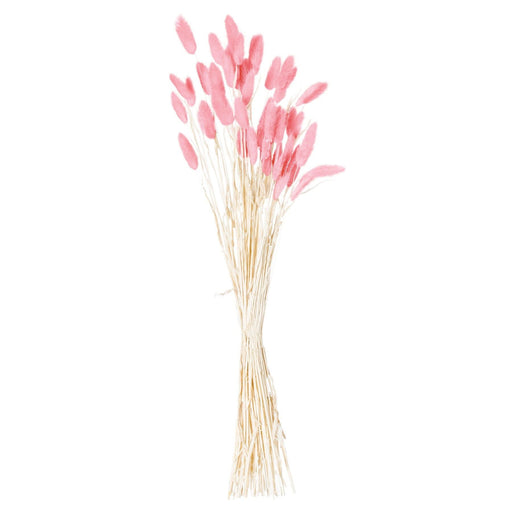 Dried Pale Pink Bunny Tail Bunch Of 40 - MILES AND BRIGGS