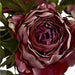 Dusty Pink Spray Rose Peony - MILES AND BRIGGS