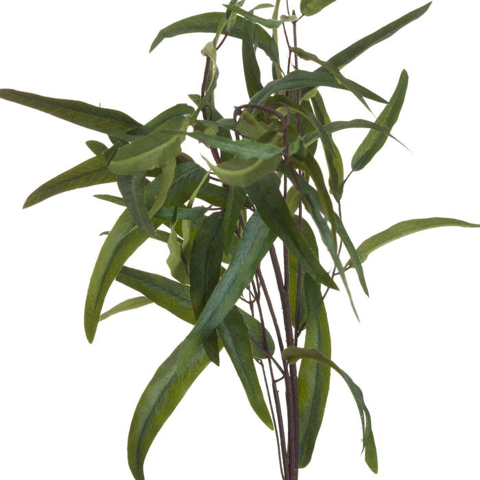 Eucalyptus Nicholii Spray - MILES AND BRIGGS