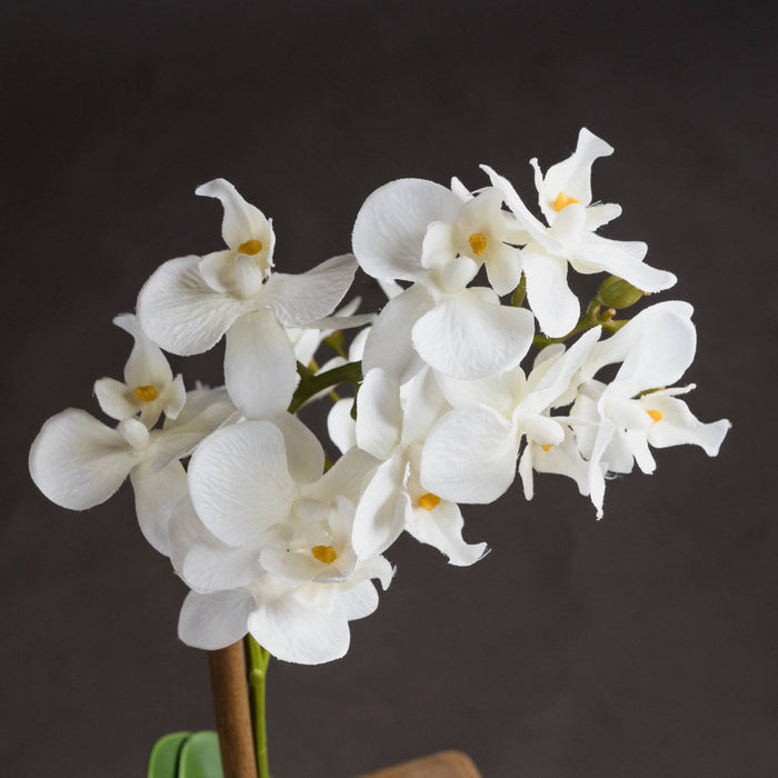 Harmony White Potted Orchid - Vitaly Decor