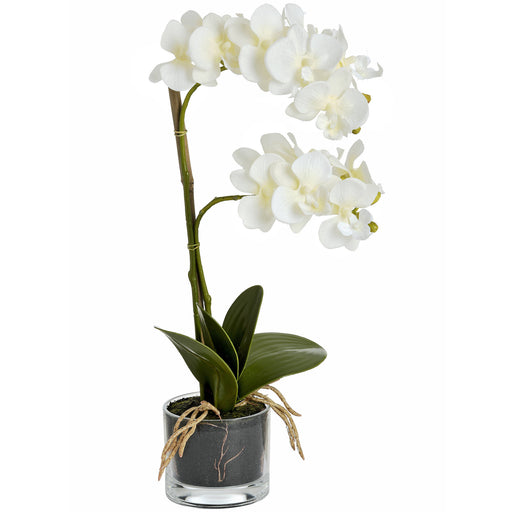 Harmony White Potted Orchid - Vitaly Decor