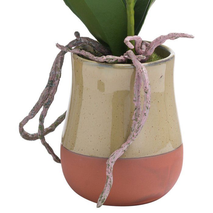 Orchid In Terracotta Glazed Pot