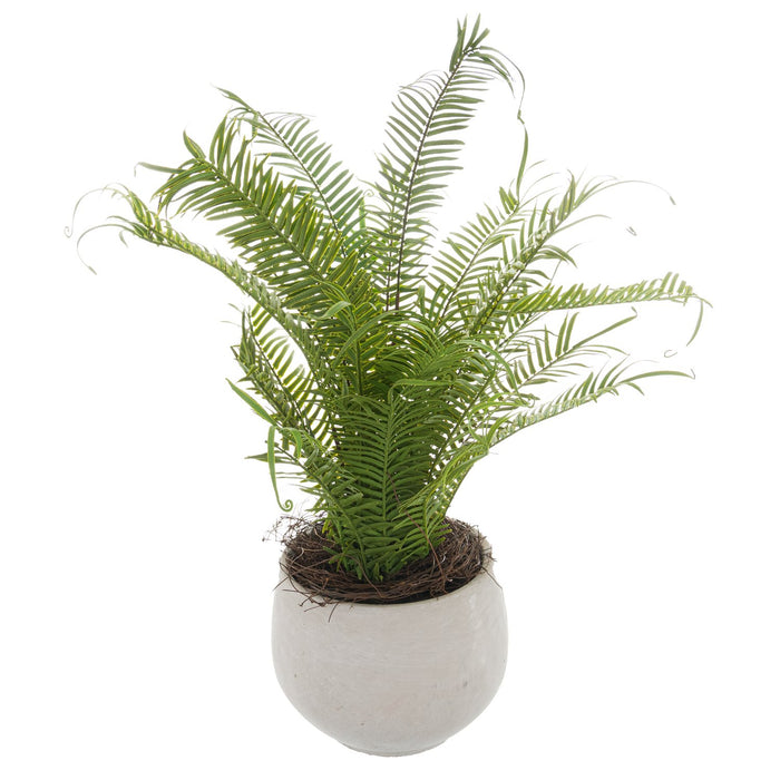 Potted Large Boston Fern